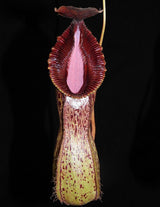 Nepenthes burkei x hamata BE-3747