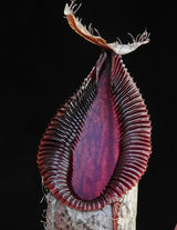 Nepenthes burkei x hamata BE-3747