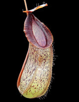 Nepenthes burkei x hamata BE-3747