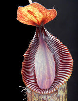 Nepenthes burkei x hamata BE-3747