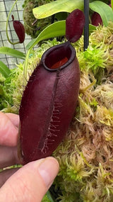 Nepenthes ampullaria x aristolochioides BE-3758