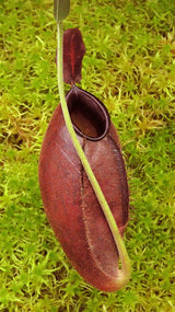 Nepenthes ampullaria x aristolochioides BE-3758