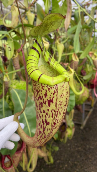 Nepenthes spectabilis x platychila BE-3760 *ROOTED CUTTING*