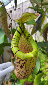 Nepenthes spectabilis x platychila BE-3760 *ROOTED CUTTING*