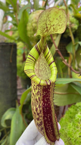 Nepenthes spectabilis x platychila BE-3760 *ROOTED CUTTING*
