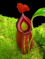 Nepenthes robcantleyi x ampullaria BE-3767