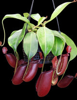 Nepenthes robcantleyi x ampullaria BE-3767