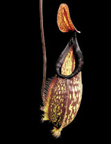 Nepenthes (maxima x talangensis) x hamata BE-3777