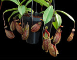 Nepenthes (maxima x talangensis) x hamata BE-3777