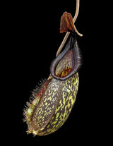 Nepenthes (maxima x talangensis) x hamata BE-3777