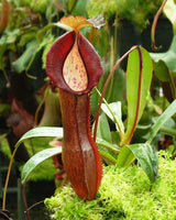 Nepenthes ramispina x singalana BE-3829