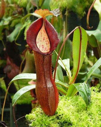Nepenthes ramispina x singalana BE-3829