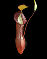 Nepenthes ramispina x singalana BE-3829