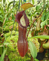 Nepenthes ramispina x singalana BE-3829