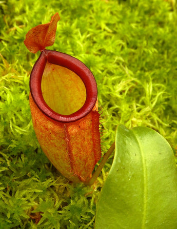 Nepenthes ampullaria x campanulata BE-3840