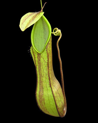 Nepenthes tentaculata BE-3870 (G. Tambusisi)