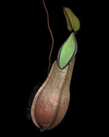 Nepenthes tentaculata BE-3870 (G. Tambusisi)