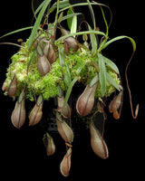 Nepenthes tentaculata BE-3870 (G. Tambusisi)