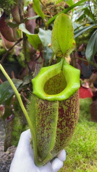 Nepenthes spathulata x ampullaria BE-3881