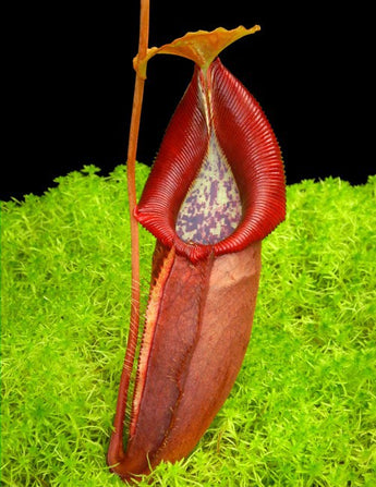 Nepenthes singalana x ovata BE-3882