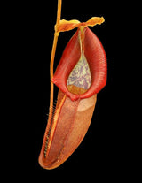 Nepenthes singalana x ovata BE-3882