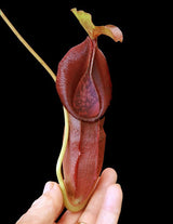 Nepenthes singalana x ovata BE-3882