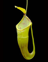 Nepenthes inermis x bongso (Natural Hybrid) BE-3897 *SEED-GROWN*