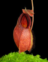 Nepenthes aristolochioides x diabolica BE-3898