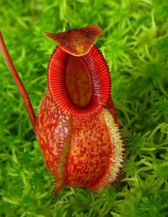 Nepenthes aristolochioides x diabolica BE-3898