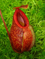 Nepenthes aristolochioides x diabolica BE-3898