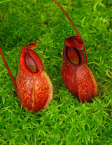Nepenthes aristolochioides x diabolica BE-3898