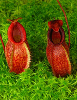 Nepenthes aristolochioides x diabolica BE-3898