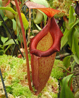 Nepenthes rajah x (burbidgeae x edwardsiana) BE-3902