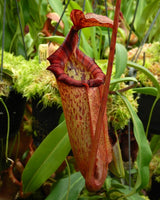 Nepenthes rajah x (burbidgeae x edwardsiana) BE-3902