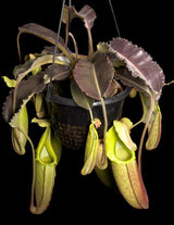 Nepenthes maxima (Dark red/purple wavy-leaf form) BE-3907