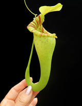 Nepenthes ovata BE-3919