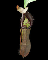 Nepenthes ramispina x robcantleyi BE-3939