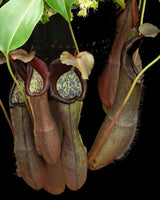 Nepenthes ramispina x robcantleyi BE-3939