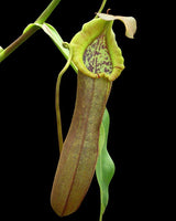 Nepenthes ramispina x robcantleyi BE-3939