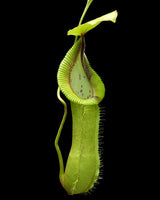 Nepenthes robcantleyi x hamata BE-3958