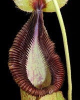 Nepenthes robcantleyi x hamata BE-3958