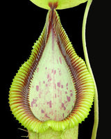Nepenthes robcantleyi x hamata BE-3958