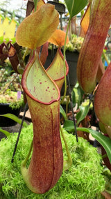 Nepenthes robcantleyi x reinwardtiana BE-3960
