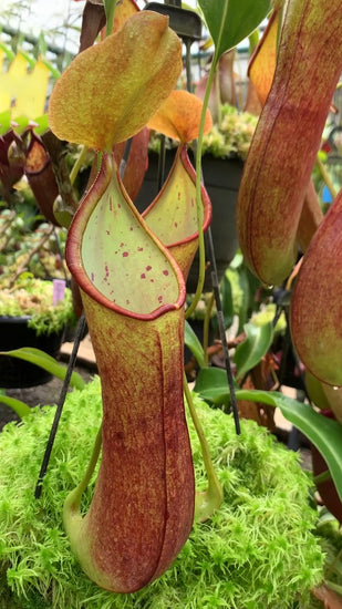 Nepenthes robcantleyi x reinwardtiana BE-3960