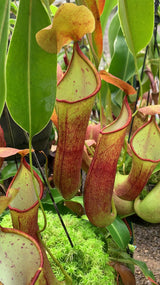Nepenthes robcantleyi x reinwardtiana BE-3960