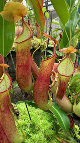Nepenthes robcantleyi x reinwardtiana BE-3960