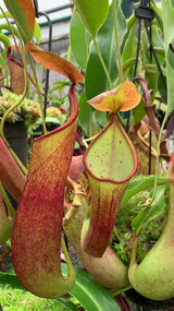 Nepenthes robcantleyi x reinwardtiana BE-3960