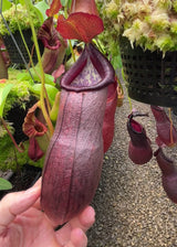 Nepenthes 'Bill Bailey' x robcantleyi BE-3965