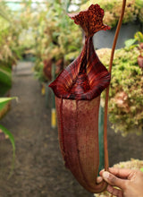 Nepenthes (veitchii x lowii) x (burbidgeae x edwardsiana) BE-3980