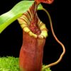 Nepenthes (veitchii x lowii) x (burbidgeae x edwardsiana) BE-3980